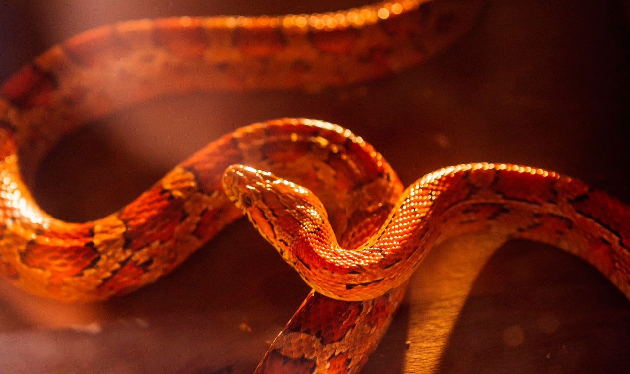 Как может выглядеть ваше мероприятие